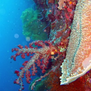 Soft Coral on Negamalis Wall