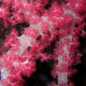 Soft PinkCoral