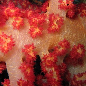 Soft Red Coral