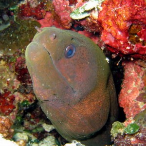 Moray Eel