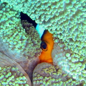 Anemone Fish - Heres looking at you