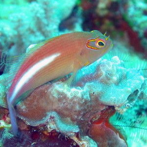 Arc-Eye Hawkfish