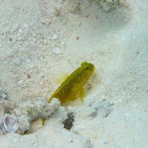 Banded Shrimpgoby