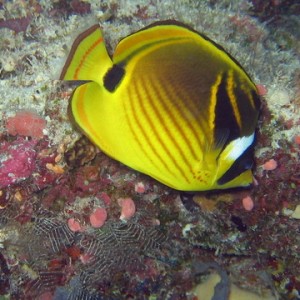 Raccon Butterflyfish