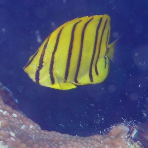 Eight Banded Butterflyfish