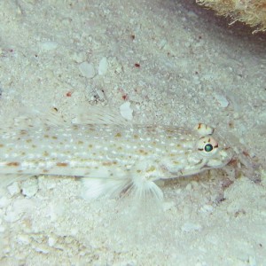 Silver Spotted Shrimpgoby