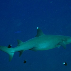 White Tip Reef Shark