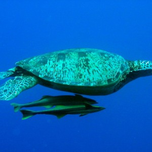 Turtle with Remora