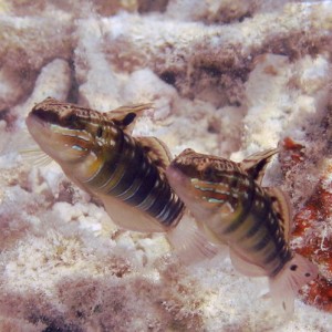 Brown Barred Goby
