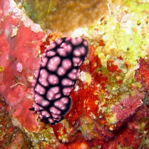 Nudibranch Black,White & Purple