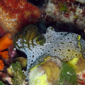 Nudibranch Gray & Green