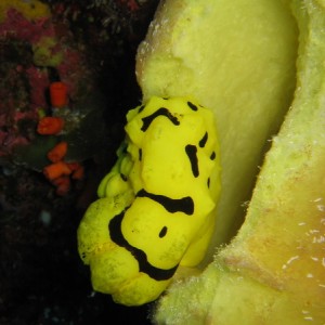 Nudibranch Yellow & Black