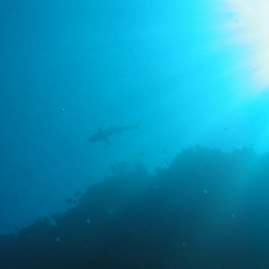 Shark Shadow under the Sun