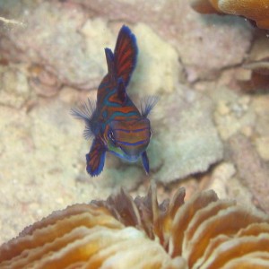 Mandarin Fish 2