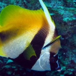 Masked Bannerfish