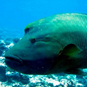 Nepolean Wrasse Head