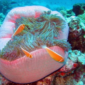 Pink Anemonefish with Large Anamone