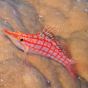 Long Nose Hawkfish