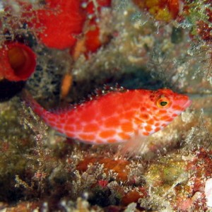 Pixy Hawkfish