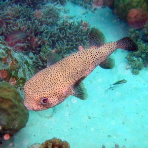 Porcupine Fish