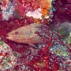 Slender Grouper