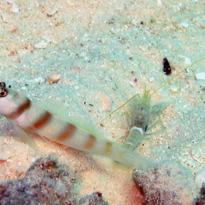 Volvano Shrimp Goby with Shrimp