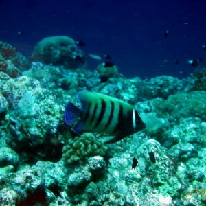 Six Barred Angelfish