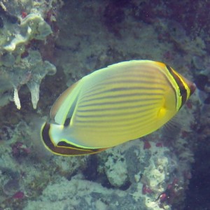 Oval Butterflyfish