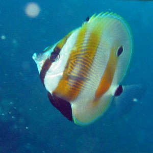 Orange Banded Butterflyfish