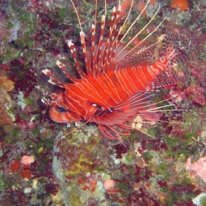 Lionfish 1