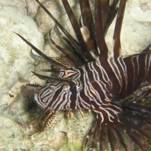 Lionfish 2