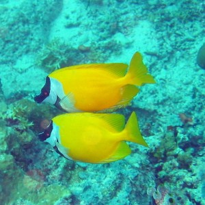 Fox Face Rabbitfish