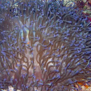 Baby Pink Anemone Fish