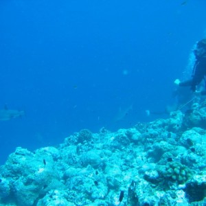 Shoshanna with Sharks