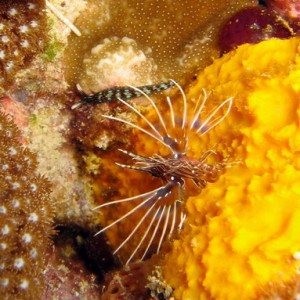 Baby Lionfish (1-2 Inches Long) & Nudibranch?