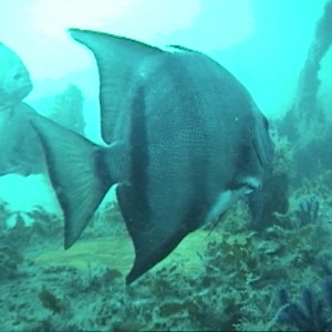 Atlantic Spadefish - NC - Wreck of the U352