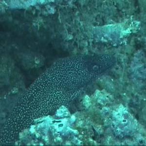Spotted Moray - NC - Wreck of USS Shurz