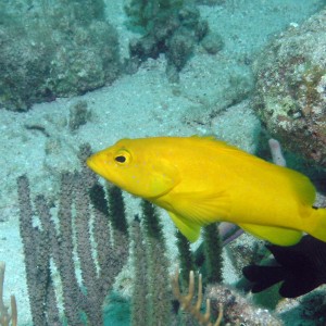 Yellow Grouper