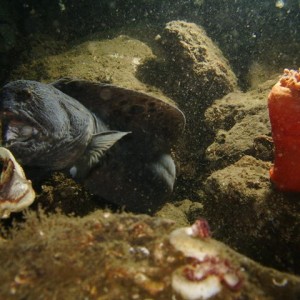 Wolf Eel attacking Dugeness Crab