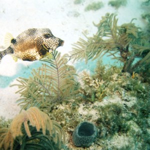 Trunkfish