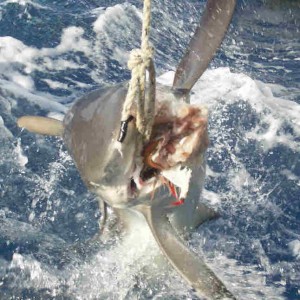 Shark leaping for fish on rope