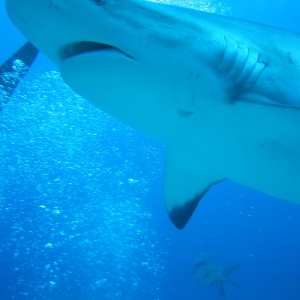 Roatan Shark Dive