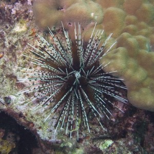 Banded Urchin