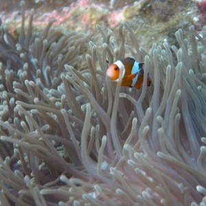 Clownfish