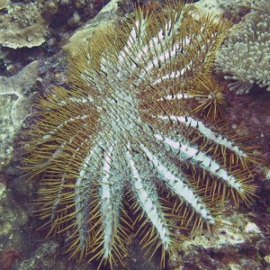 Crown of Thorm Starfish