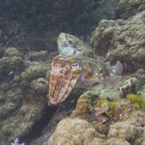 Cuttlefish