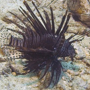 Lionfish