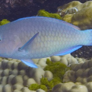 Parrotfish