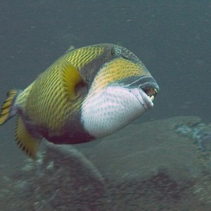 Titan Triggerfish