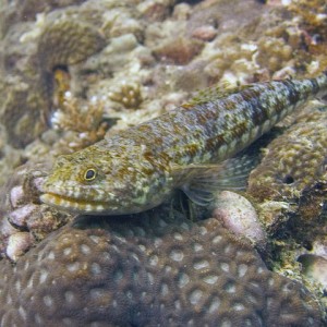 Sand Lizardfish